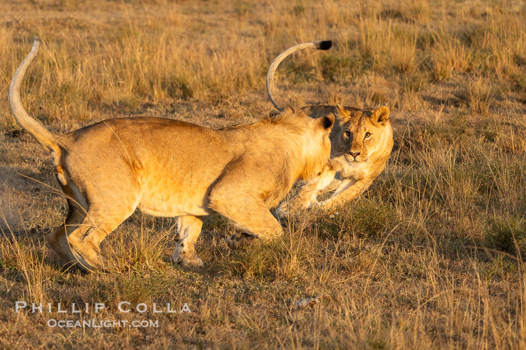 Lions Socializing and Playing at Sunrise, Mara North Conservancy, Kenya. These lions are part of the same pride and are playing, not fighting., Panthera leo, natural history stock photograph, photo id 39690