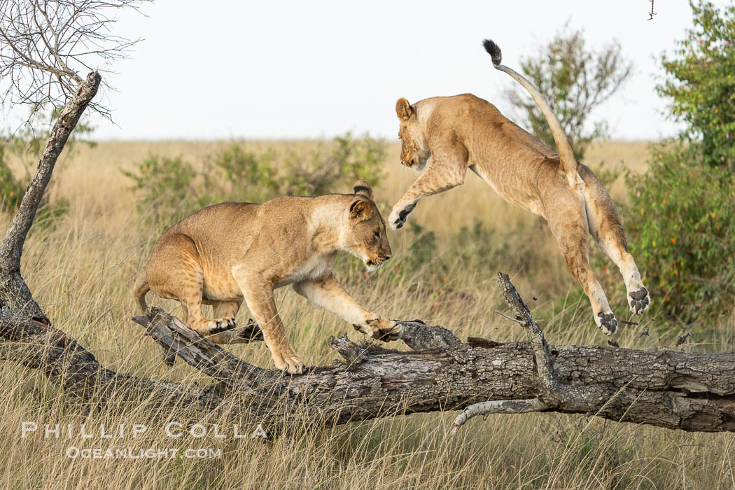 Lions Socializing and Playing at Sunrise, Mara North Conservancy, Kenya. These lions are part of the same pride and are playing, not fighting., Panthera leo, natural history stock photograph, photo id 39756