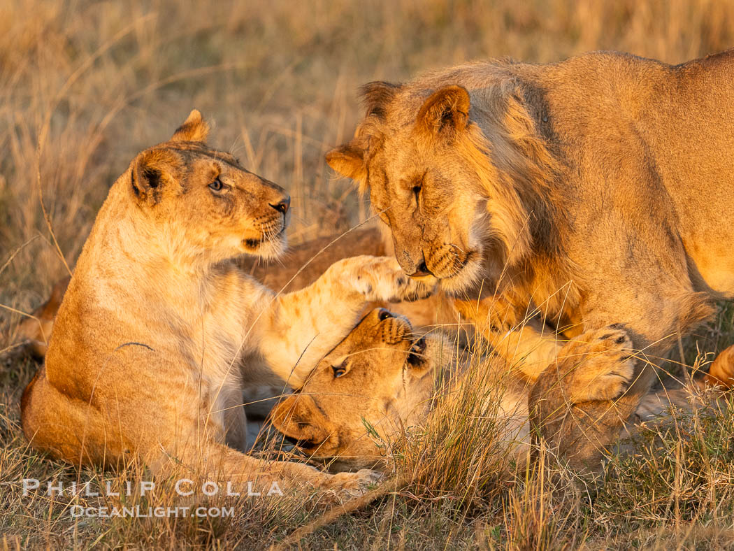 Lions Socializing and Playing at Sunrise, Mara North Conservancy, Kenya. These lions are part of the same pride and are playing, not fighting., Panthera leo, natural history stock photograph, photo id 39683