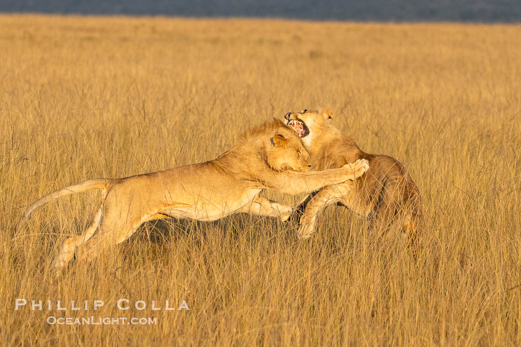 Lions Socializing and Playing at Sunrise, Mara North Conservancy, Kenya. These lions are part of the same pride and are playing, not fighting., Panthera leo, natural history stock photograph, photo id 39755
