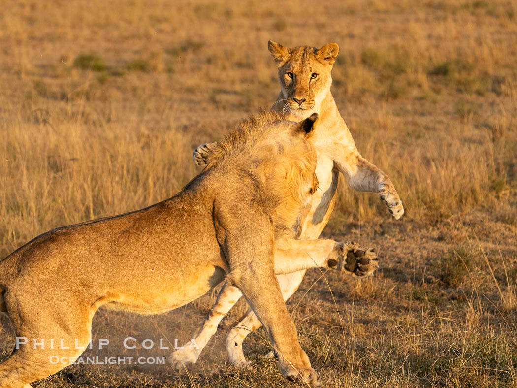Lions Socializing and Playing at Sunrise, Mara North Conservancy, Kenya. These lions are part of the same pride and are playing, not fighting., Panthera leo, natural history stock photograph, photo id 39689