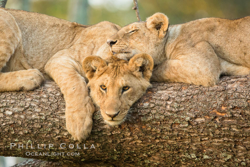 Lions in a tree, Maasai Mara National Reserve, Kenya., Panthera leo, natural history stock photograph, photo id 29878