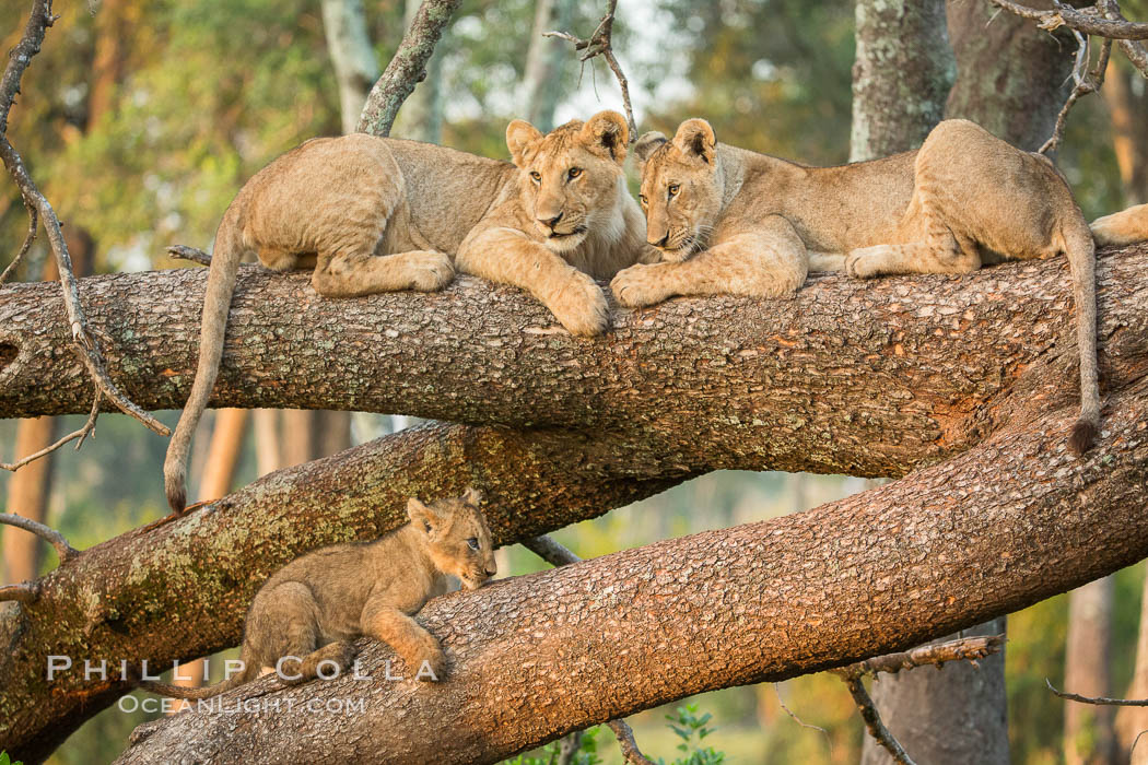 Lions in a tree, Maasai Mara National Reserve, Kenya., Panthera leo, natural history stock photograph, photo id 29876