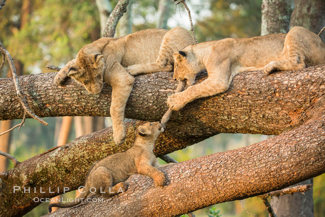 Lions in a tree, Maasai Mara National Reserve, Kenya., Panthera leo, natural history stock photograph, photo id 29875