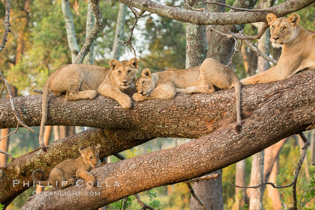 Lions in a tree, Maasai Mara National Reserve, Kenya., Panthera leo, natural history stock photograph, photo id 29877