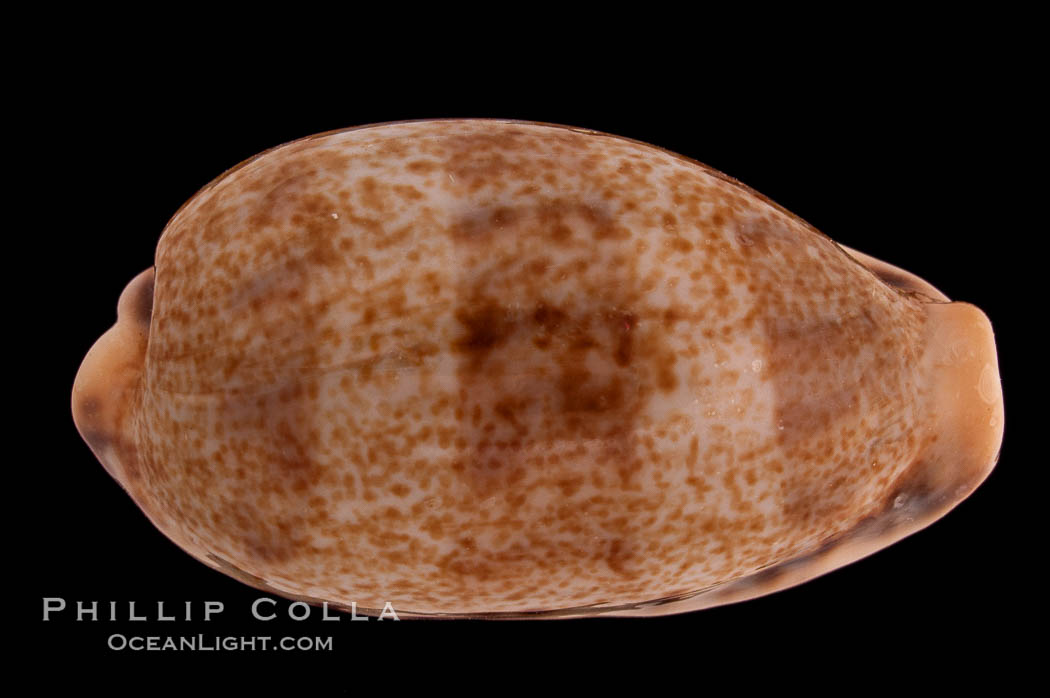 Lisping Caurica Cowrie., Cypraea caurica blaesa, natural history stock photograph, photo id 08318