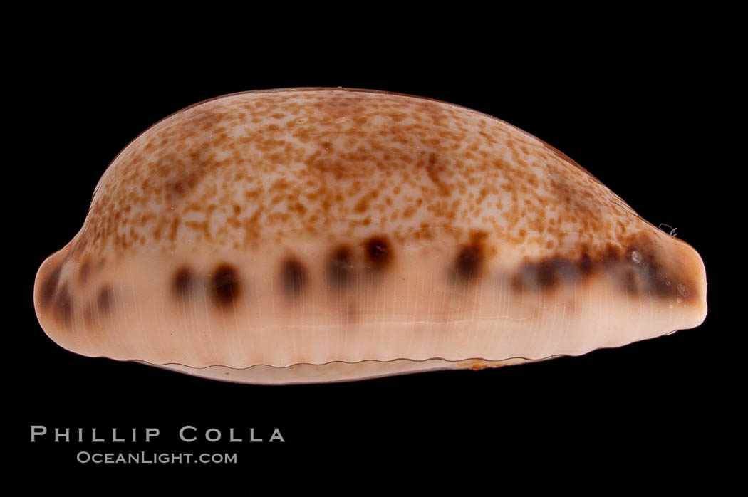 Lisping Caurica Cowrie., Cypraea caurica blaesa, natural history stock photograph, photo id 08320