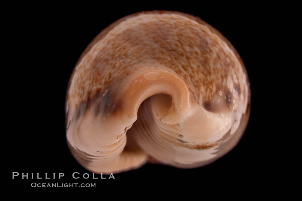 Lisping Caurica Cowrie., Cypraea caurica blaesa, natural history stock photograph, photo id 08321