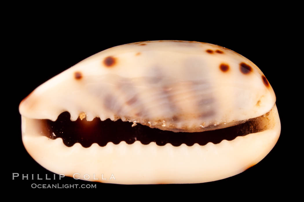 Lister's Cowrie., Cypraea listeri melvilli, natural history stock photograph, photo id 08168