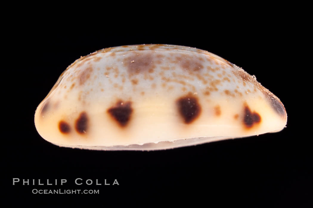 Lister's Cowrie., Cypraea listeri pauciguttata, natural history stock photograph, photo id 08508