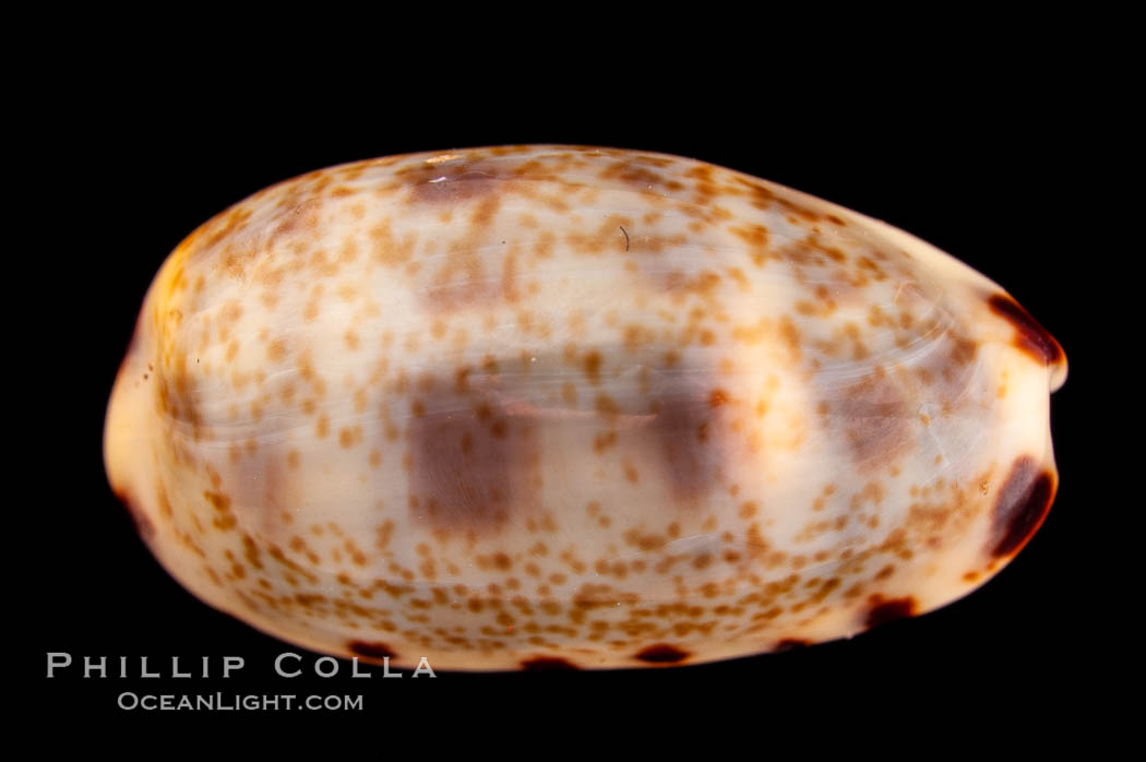 Lister's Cowrie., Cypraea listeri melvilli, natural history stock photograph, photo id 08167