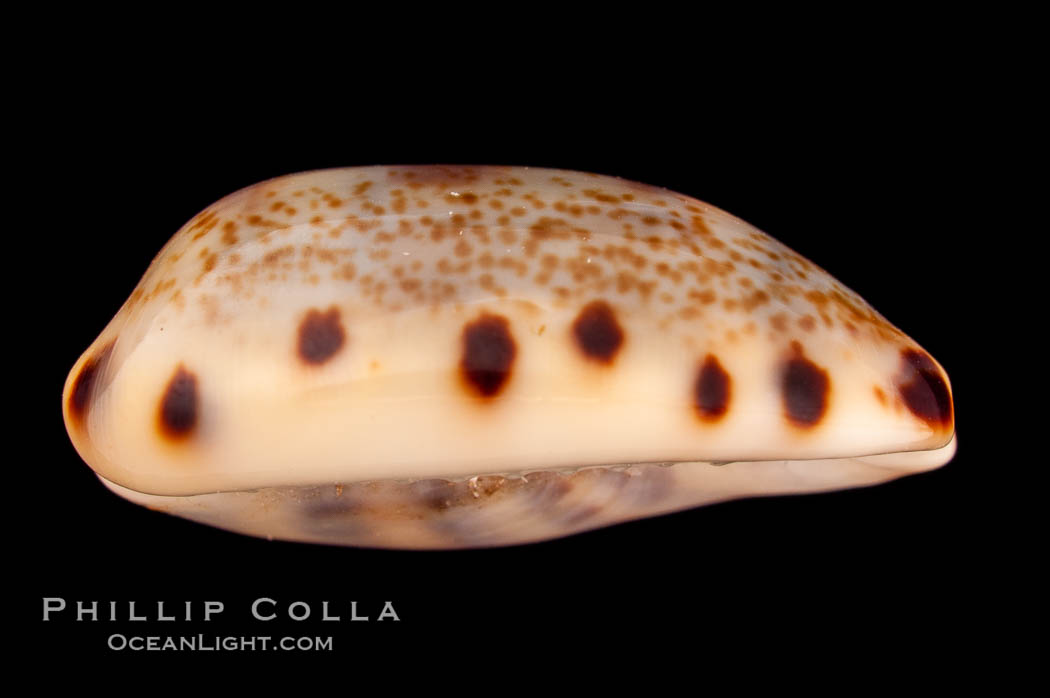 Lister's Cowrie., Cypraea listeri melvilli, natural history stock photograph, photo id 08169