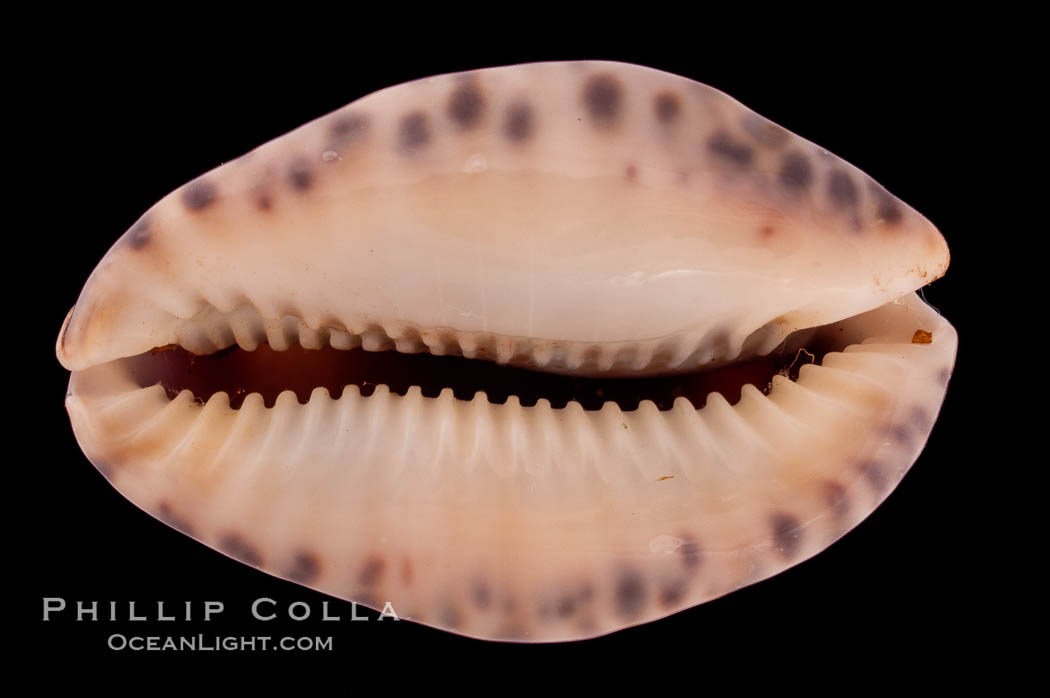 Little Arabian Cowrie., Cypraea arabicula, natural history stock photograph, photo id 08370