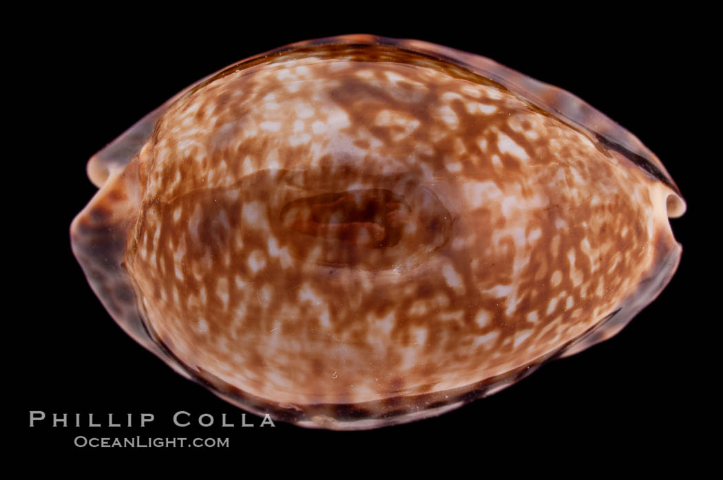 Little Arabian Cowrie., Cypraea arabicula, natural history stock photograph, photo id 08474