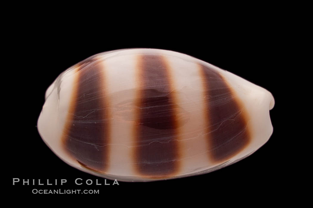 Little-Donkey Cowrie., Cypraea asellus, natural history stock photograph, photo id 08769