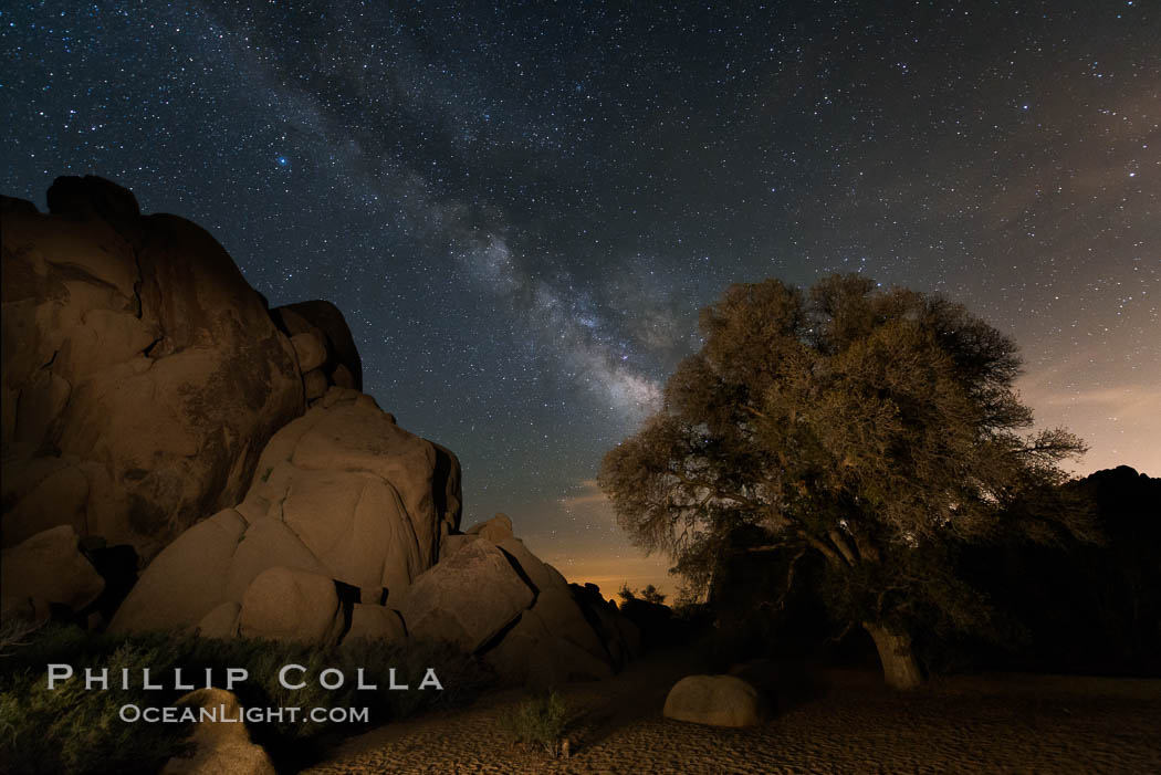 Live Oak and Milky Way, rocks and stars, Joshua Tree National Park at night. California, USA, natural history stock photograph, photo id 28419