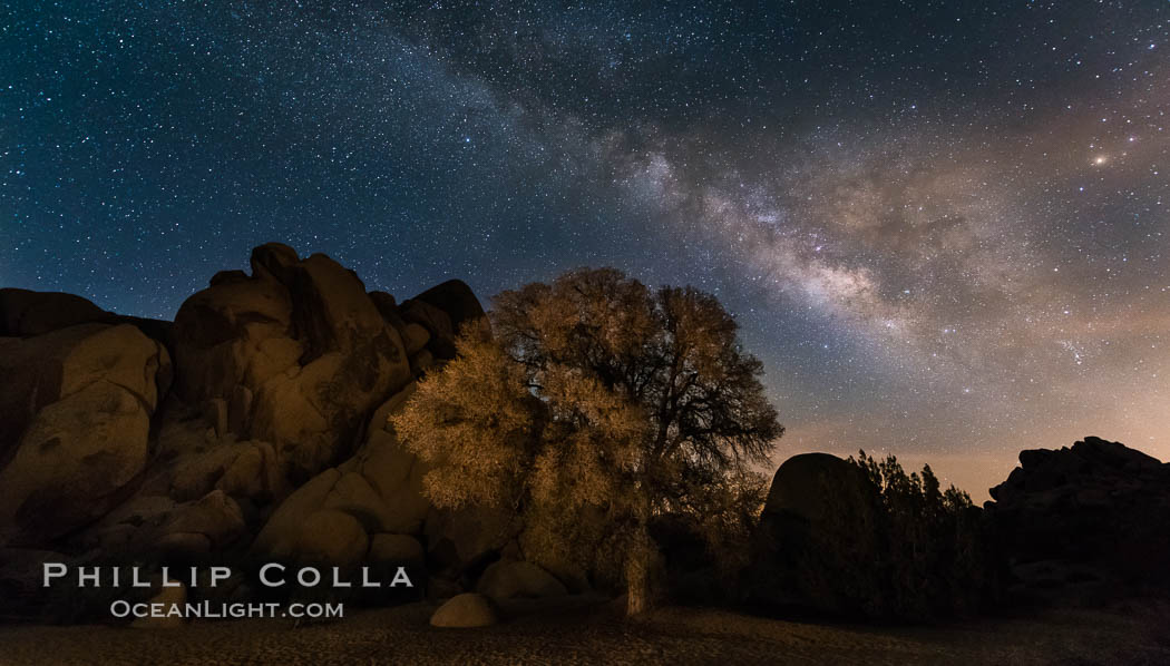 Live Oak and Milky Way, rocks and stars, Joshua Tree National Park at night. California, USA, natural history stock photograph, photo id 28421