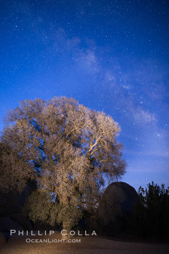 Live Oak and Milky Way, rocks and stars, Joshua Tree National Park at night. California, USA, natural history stock photograph, photo id 28425