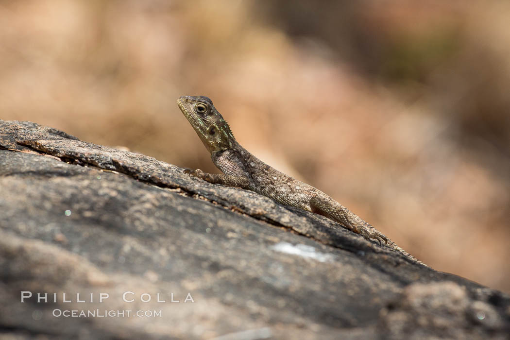 Lizard, Meru National Park, Kenya., natural history stock photograph, photo id 29728
