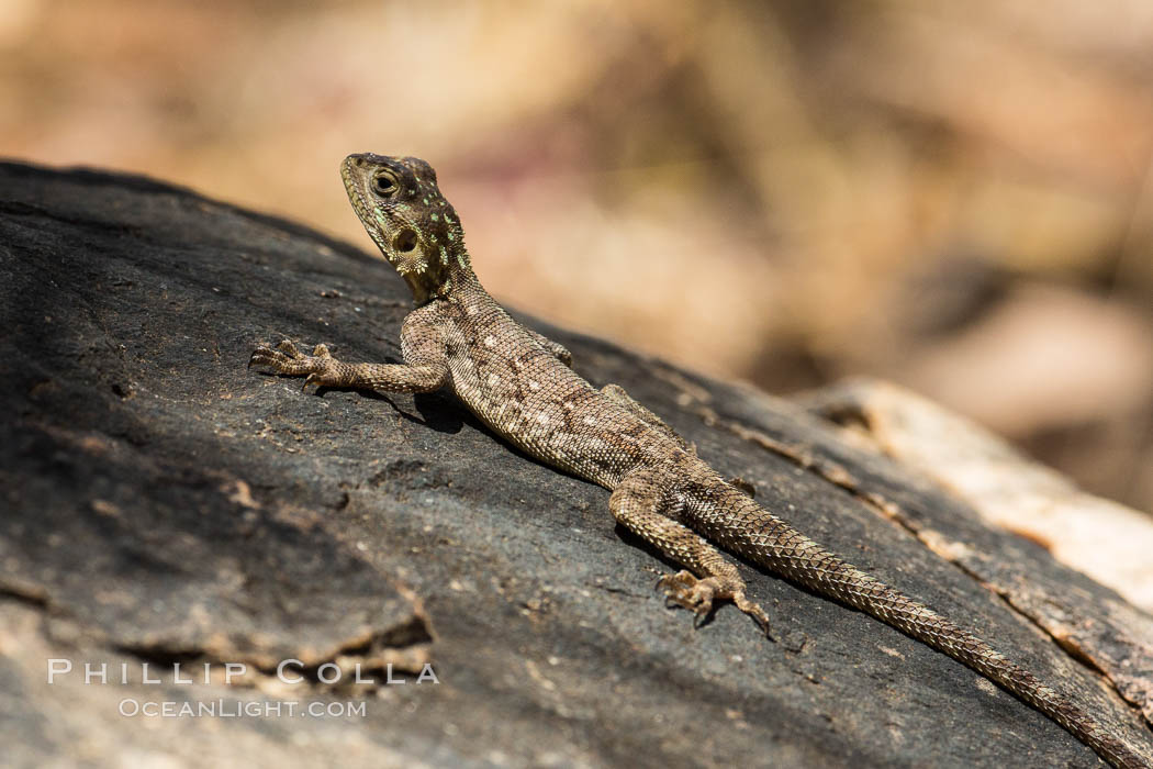 Lizard, Meru National Park, Kenya., natural history stock photograph, photo id 29727