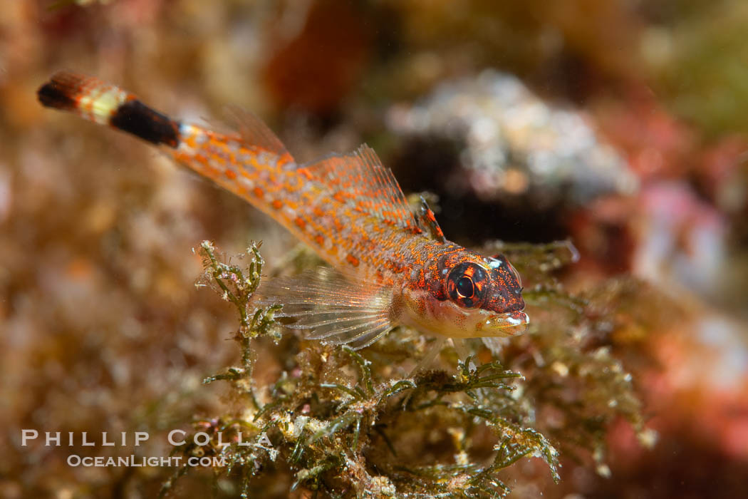 Lizard Triplefin Blenny, Crocodilichthys gracilis, Sea of Cortez, Crocodilichthys gracilis, Isla Angel de la Guarda, Baja California, Mexico Lizard Triplefin Blenny, Crocodilichthys gracilis, Sea of Cortez, Crocodilichthys gracilis, Isla Angel de la Guarda, Baja California, Mexico