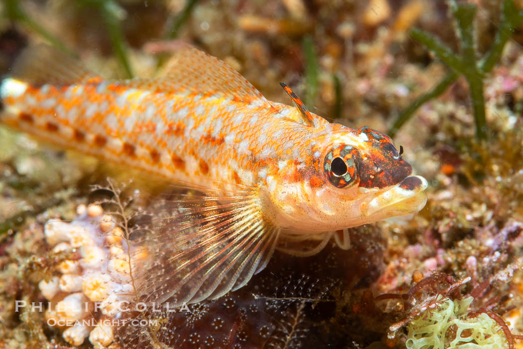 Lizard Triplefin Blenny, Crocodilichthys gracilis, Sea of Cortez, Crocodilichthys gracilis, Islas San Lorenzo, Baja California, Mexico Lizard Triplefin Blenny, Crocodilichthys gracilis, Sea of Cortez, Crocodilichthys gracilis, Islas San Lorenzo, Baja California, Mexico