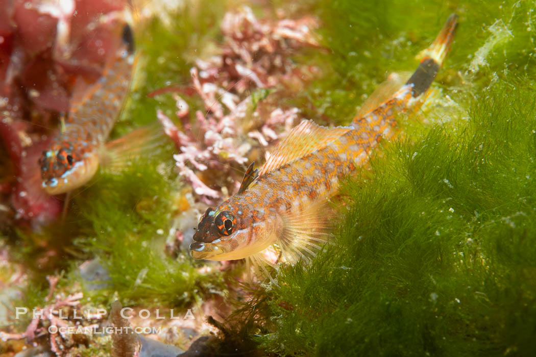 Lizard Triplefin Blenny, Crocodilichthys gracilis, Sea of Cortez, Crocodilichthys gracilis, Islas San Lorenzo, Baja California, Mexico Lizard Triplefin Blenny, Crocodilichthys gracilis, Sea of Cortez, Crocodilichthys gracilis, Islas San Lorenzo, Baja California, Mexico