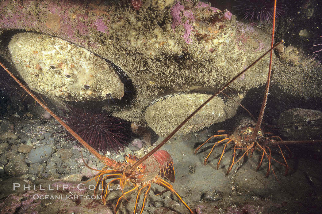 Spiny lobster and several abalone. San Clemente Island, California, USA, Panulirus interruptus, natural history stock photograph, photo id 05375