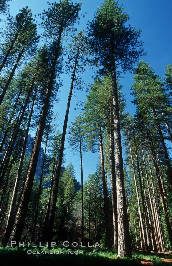 Pine trees, Yosemite Valley, Pinus contortus photo ...
