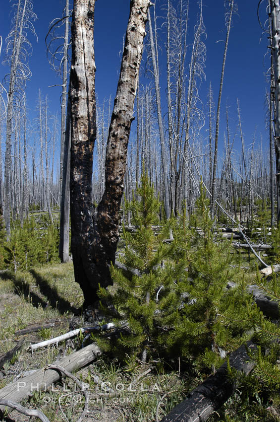 Yellowstones historic 1988 fires destroyed vast expanses of forest. Here scorched, dead stands of lodgepole pine stand testament to these fires, and to the renewal of these forests. Seedling and small lodgepole pines can be seen emerging between the dead trees, growing quickly on the nutrients left behind the fires. Southern Yellowstone National Park. Wyoming, USA, Pinus contortus, natural history stock photograph, photo id 07294