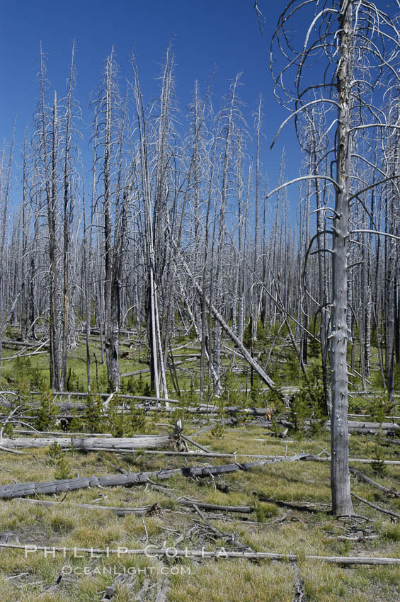 Yellowstones historic 1988 fires destroyed vast expanses of forest. Here scorched, dead stands of lodgepole pine stand testament to these fires, and to the renewal of these forests. Seedling and small lodgepole pines can be seen emerging between the dead trees, growing quickly on the nutrients left behind the fires. Southern Yellowstone National Park. Wyoming, USA, Pinus contortus, natural history stock photograph, photo id 07300