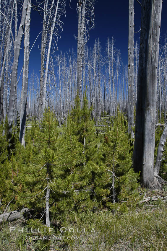 Yellowstones historic 1988 fires destroyed vast expanses of forest. Here scorched, dead stands of lodgepole pine stand testament to these fires, and to the renewal of these forests. Seedling and small lodgepole pines can be seen emerging between the dead trees, growing quickly on the nutrients left behind the fires. Southern Yellowstone National Park. Wyoming, USA, Pinus contortus, natural history stock photograph, photo id 07291