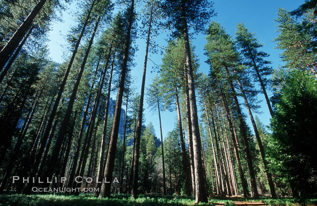 Lodgepole pine trees, Yosemite Valley. Yosemite National Park, California, USA, Pinus contortus, natural history stock photograph, photo id 07045