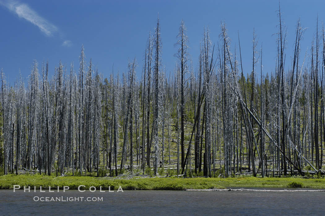 Yellowstones historic 1988 fires destroyed vast expanses of forest. Here scorched, dead stands of lodgepole pine stand testament to these fires, and to the renewal of these forests. Seedling and small lodgepole pines can be seen emerging between the dead trees, growing quickly on the nutrients left behind the fires. Southern Yellowstone National Park. Wyoming, USA, Pinus contortus, natural history stock photograph, photo id 07299