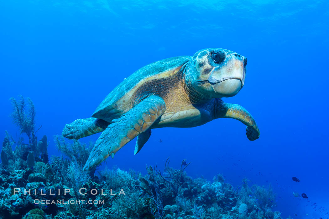 Loggerhead turtle, Caretta caretta, Grand Cayman Island. Cayman Islands, natural history stock photograph, photo id 32134