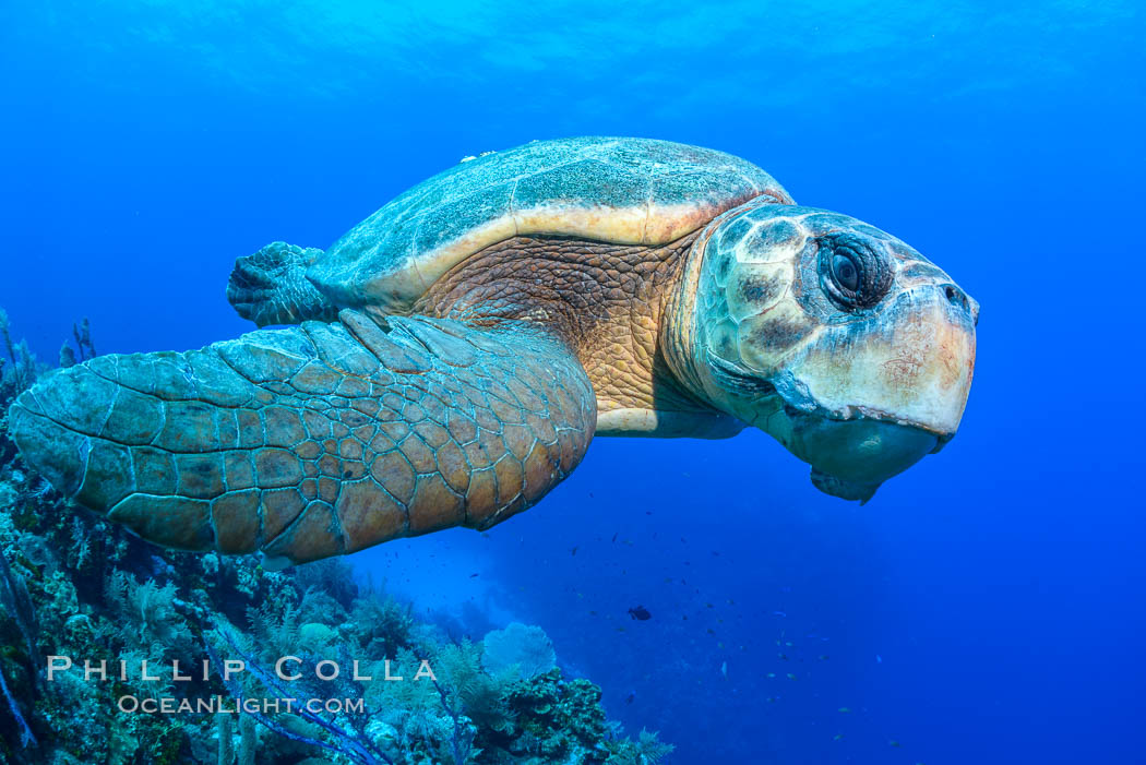 Loggerhead turtle, Caretta caretta, Grand Cayman Island. Cayman Islands, natural history stock photograph, photo id 32137