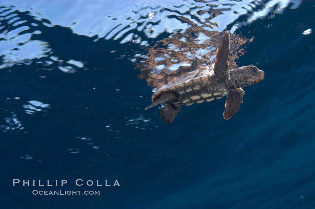 A young loggerhead turtle.  This turtle was hatched and raised to an age of 60 days by a turtle rehabilitation and protection organization in Florida, then released into the wild near the Northern Bahamas., Caretta caretta, natural history stock photograph, photo id 10886