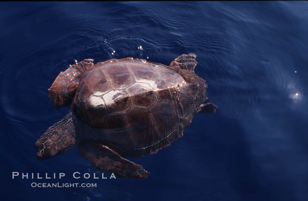 Juvenile loggerhead turtle basking at surface. Sao Miguel Island, Azores, Portugal, Caretta caretta, natural history stock photograph, photo id 05484
