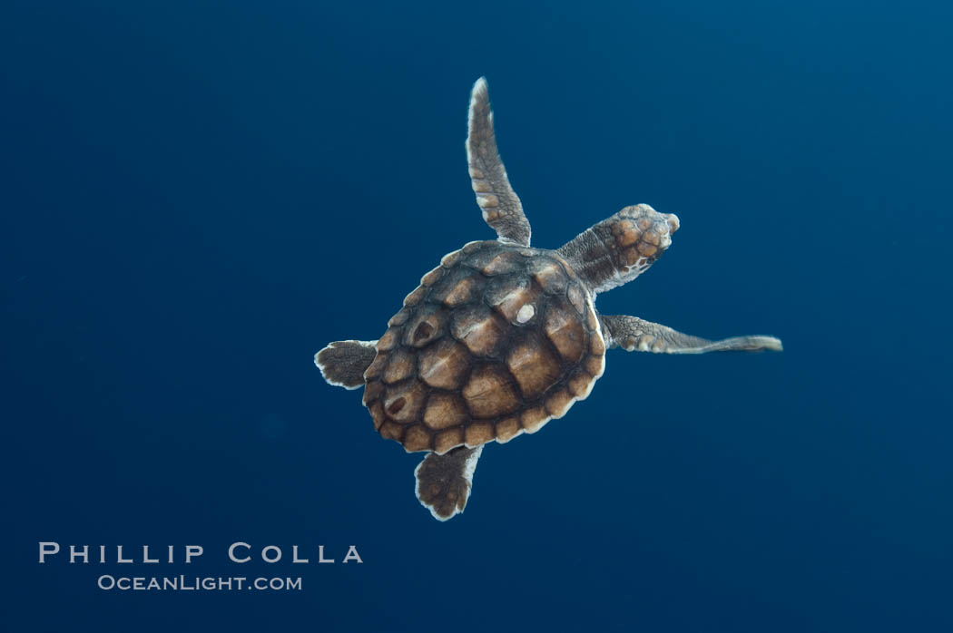 A young loggerhead turtle.  This turtle was hatched and raised to an age of 60 days by a turtle rehabilitation and protection organization in Florida, then released into the wild near the Northern Bahamas., Caretta caretta, natural history stock photograph, photo id 10888