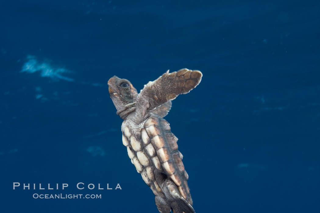 A young loggerhead turtle.  This turtle was hatched and raised to an age of 60 days by a turtle rehabilitation and protection organization in Florida, then released into the wild near the Northern Bahamas., Caretta caretta, natural history stock photograph, photo id 10885