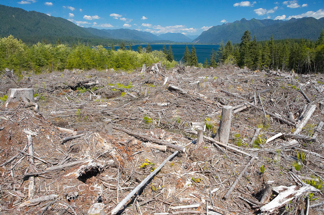 Logging companies have clear cut this forest near Lake Quinalt, leaving wreckage in their wake. Olympic National Park, Washington, USA, natural history stock photograph, photo id 13802