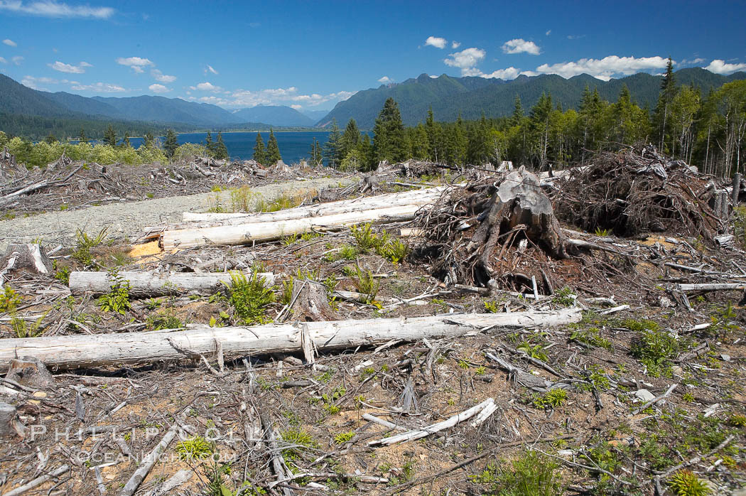Logging companies have clear cut this forest near Lake Quinalt, leaving wreckage in their wake. Olympic National Park, Washington, USA, natural history stock photograph, photo id 13806
