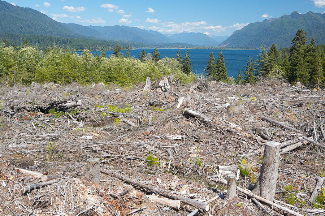Logging companies have clear cut this forest near Lake Quinalt, leaving wreckage in their wake. Olympic National Park, Washington, USA, natural history stock photograph, photo id 13804