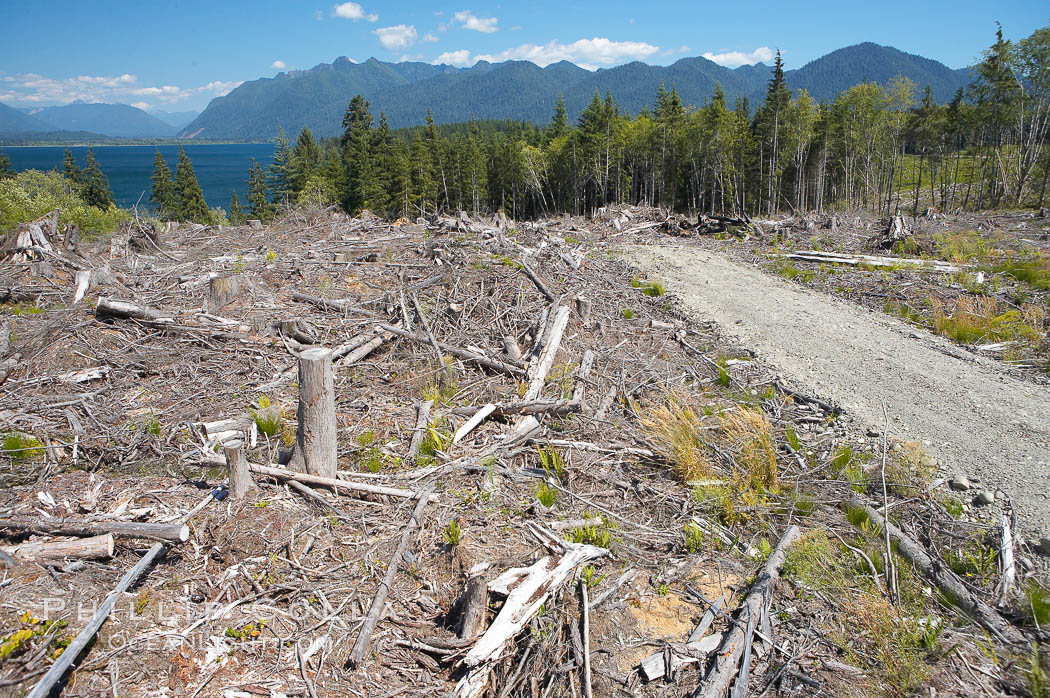 Logging companies have clear cut this forest near Lake Quinalt, leaving wreckage in their wake. Olympic National Park, Washington, USA, natural history stock photograph, photo id 13805