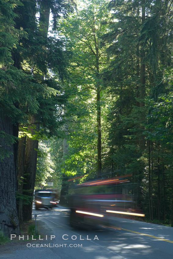 Logging truck speeding through Cathedral Grove.  Cathedral Grove is home to some huge, ancient, old-growth Douglas fir trees.  About 300 years ago a fire killed most of the trees in this grove, but a small number of trees survived and were the originators of what is now Cathedral Grove. MacMillan Provincial Park, Vancouver Island, British Columbia, Canada, natural history stock photograph, photo id 21041