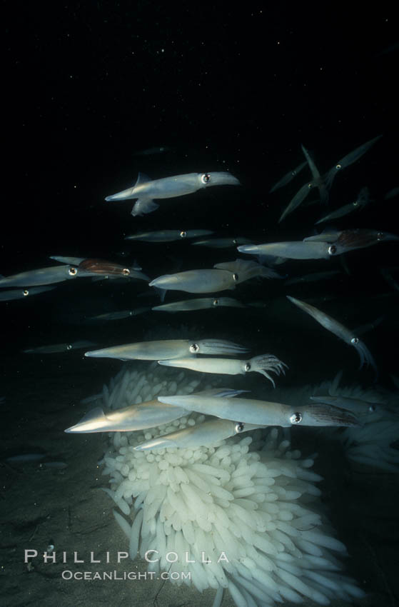 Mating squid and egg masses attached to sandy bottom. La Jolla, California, USA, Loligo opalescens, natural history stock photograph, photo id 03114