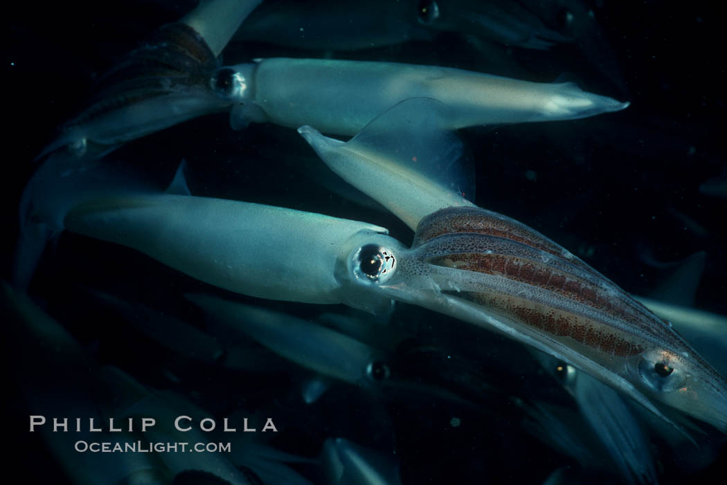 Squid mating. La Jolla, California, USA, Loligo opalescens, natural history stock photograph, photo id 02548