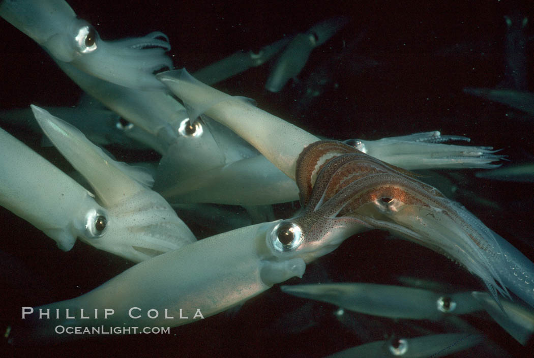 Squid, mating and laying eggs. La Jolla, California, USA, Loligo opalescens, natural history stock photograph, photo id 05377