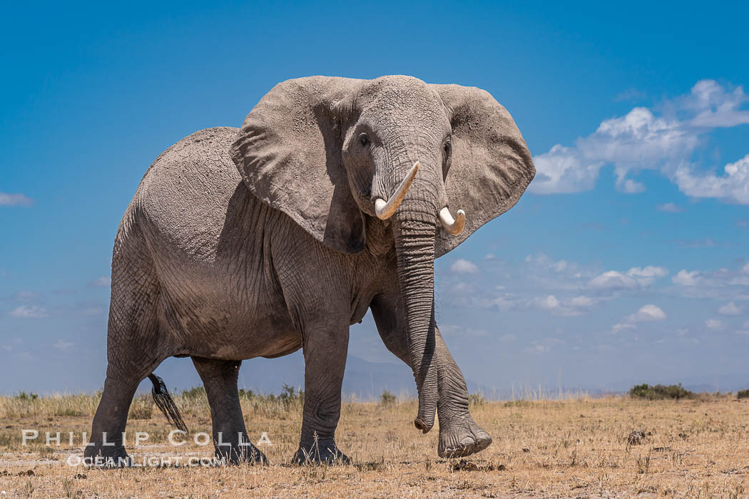 Lone African Elephant crossing dry lake bed, Amboseli National Park., Loxodonta africana, natural history stock photograph, photo id 39579