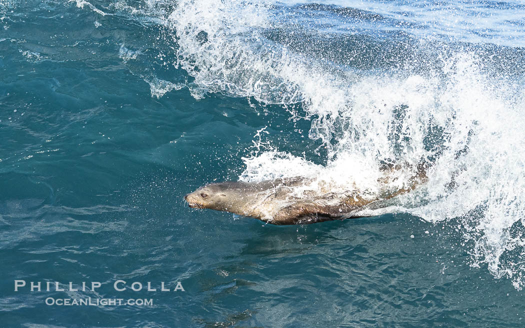 Lone sea lion streaks across the face of a wave while bodysurfing, Boomer Beach. La Jolla, California, USA, natural history stock photograph, photo id 39012